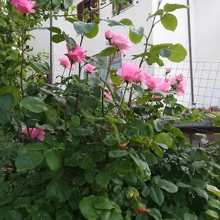 Affitta Casa Delle Rose *